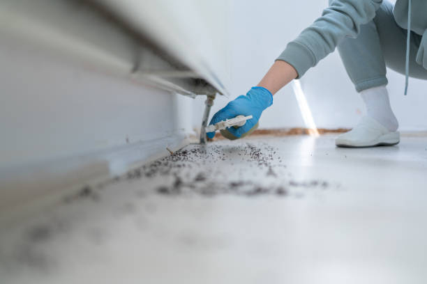Flea Control Services in Gluckstadt, MS